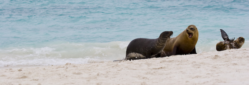 Galápagos Sealions On Beach